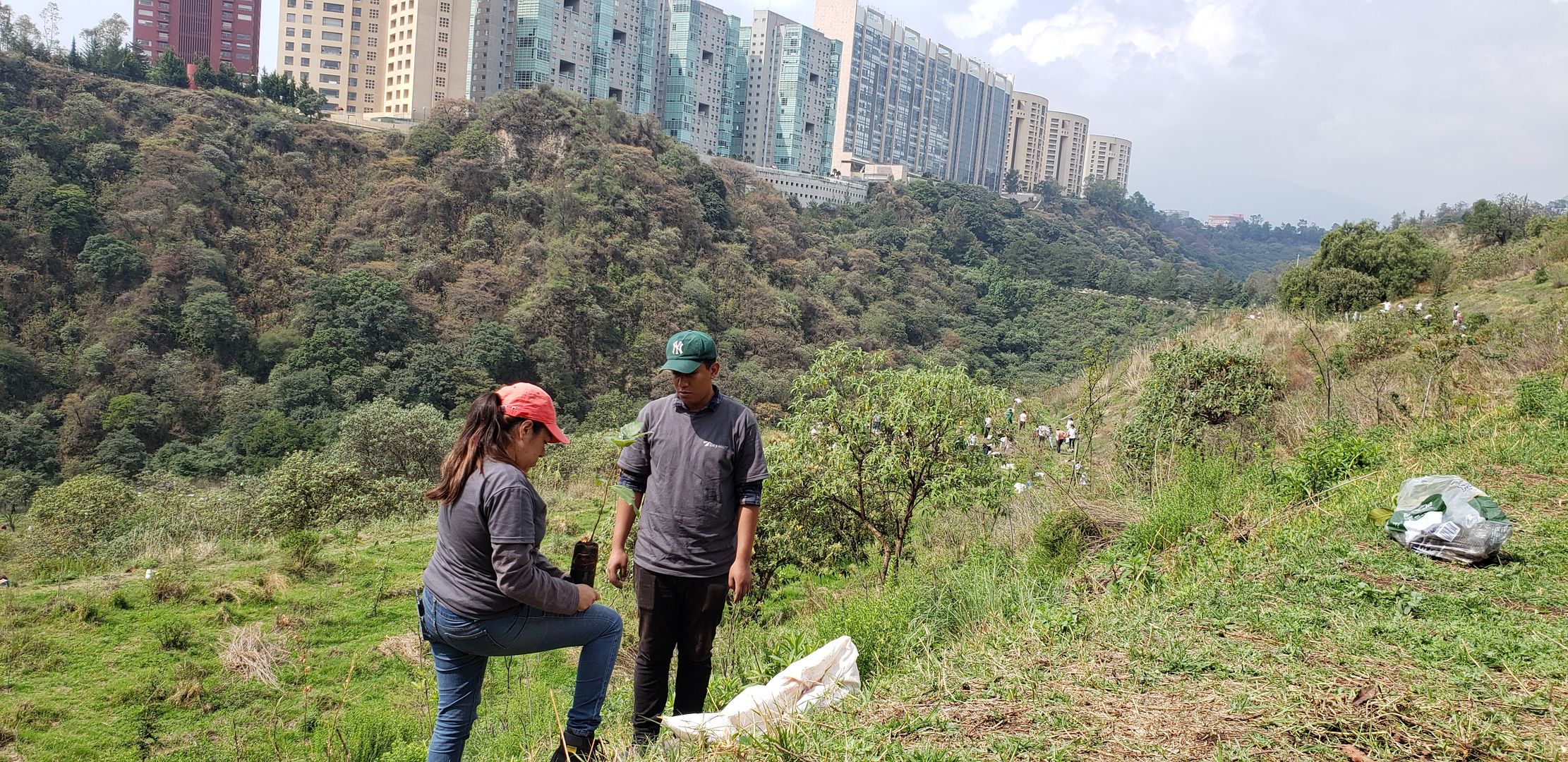 Reforestación Barranca Santa Fe Tec Monterrey Ibero