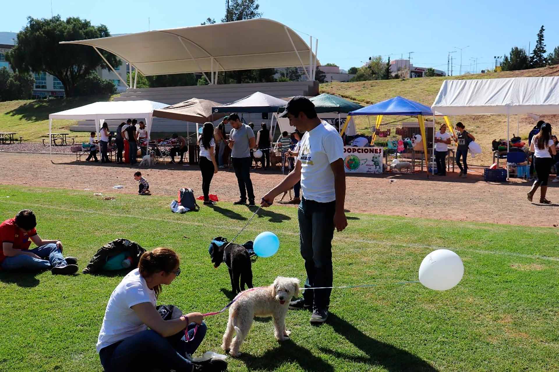 Perros callejeros en Zacatecas ayudados por emperratec