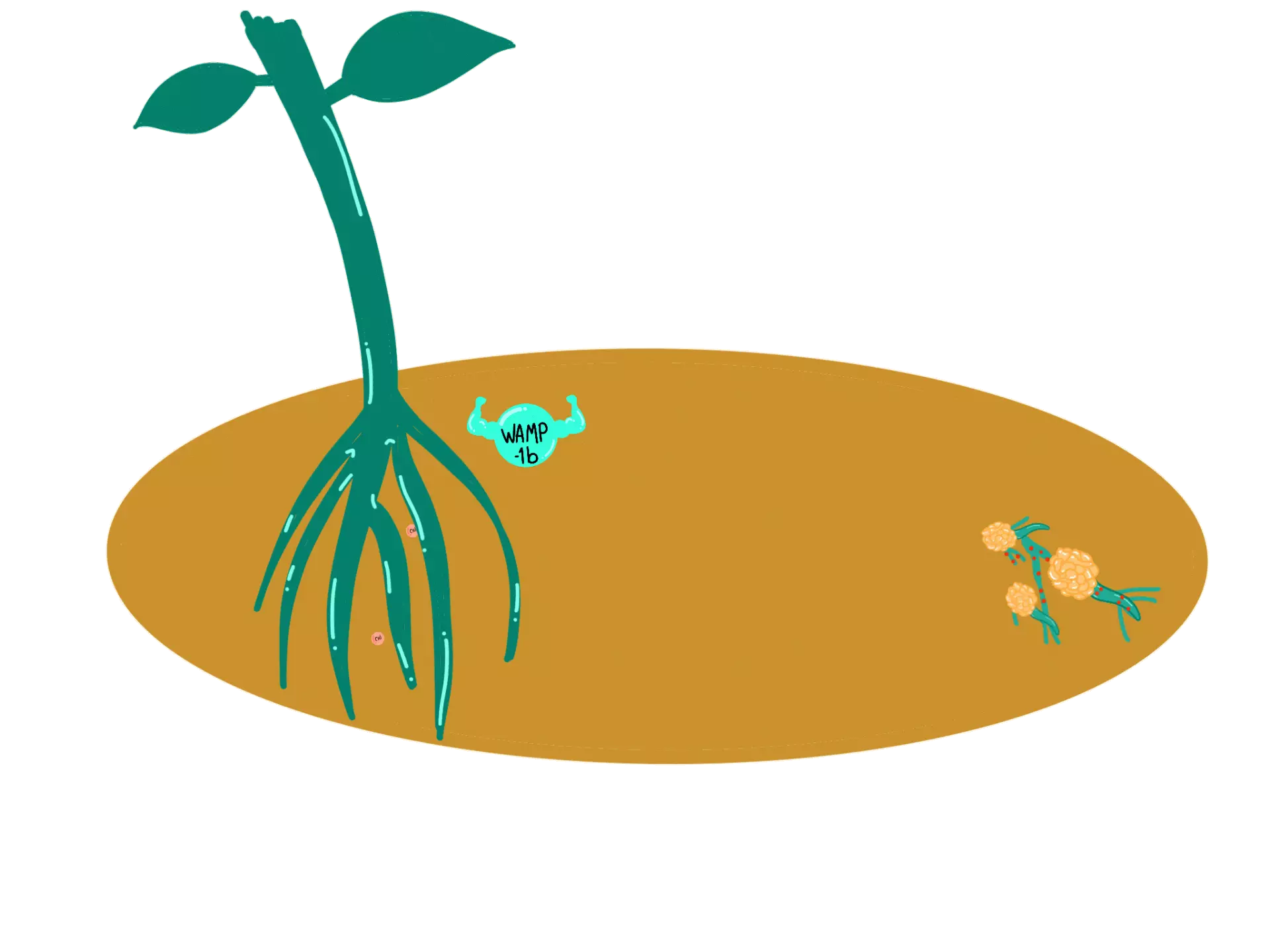 Explicacion de afectación del hongo en la planta de algodón