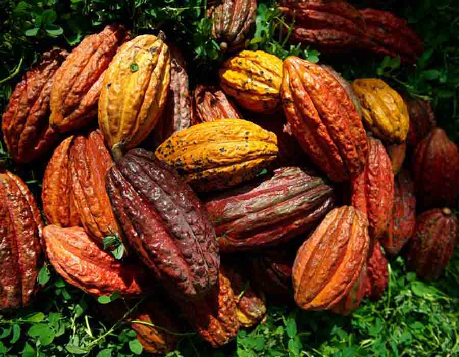 El cacao es su fuente del éxito