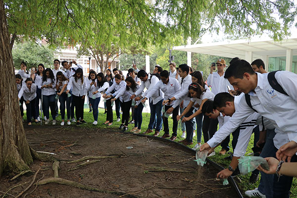 Arbol-Fraternidad