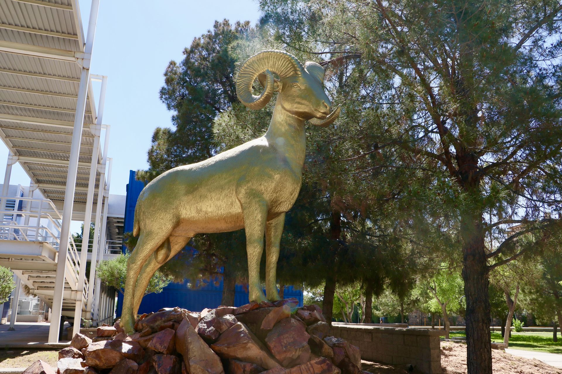 Borrego dorado del campus Ciudad Juárez