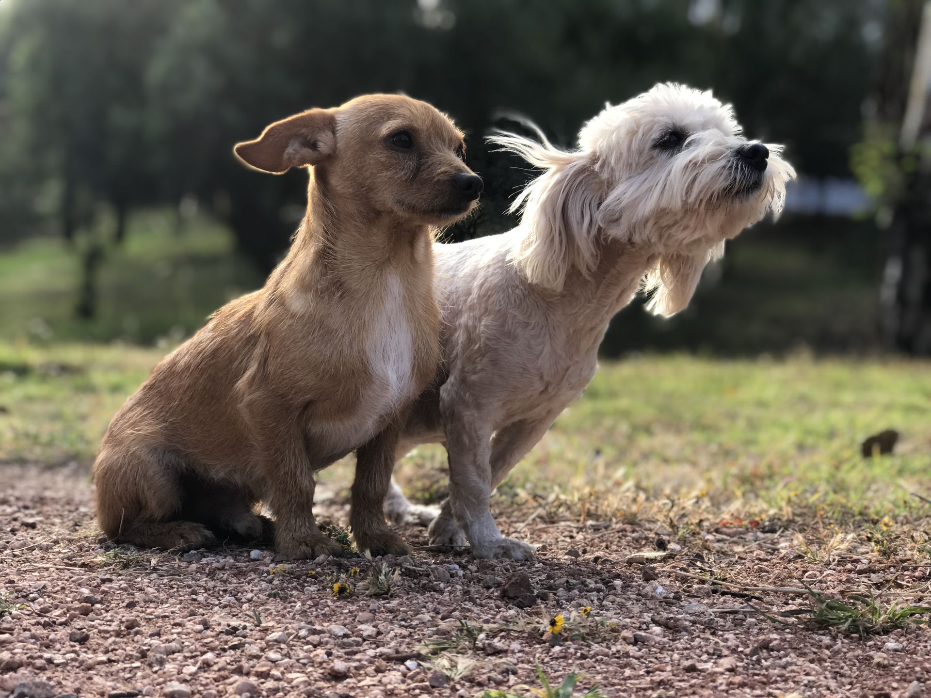 Fomentando la adopción animal.