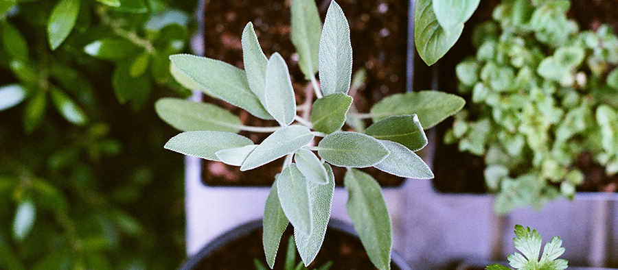 Planta de invernadero