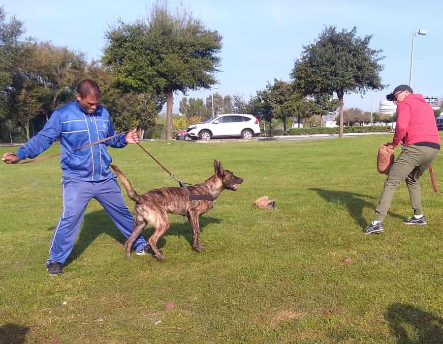 Hombre y perro en binomio por la seguridad