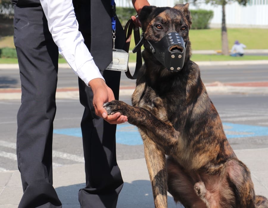 Jack ha mostrado dotes de guardia y custodia