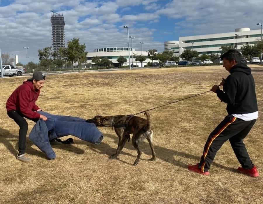 El entrenamiento es básico en el desarrollo de Jack