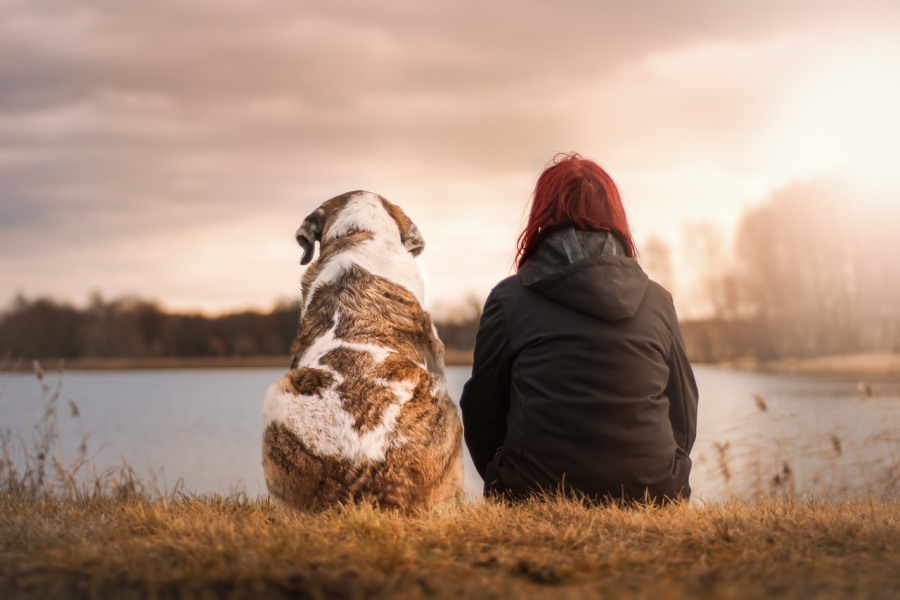 Ayudan los perros