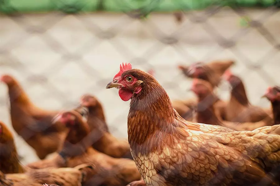 Pollos-en-una-granja