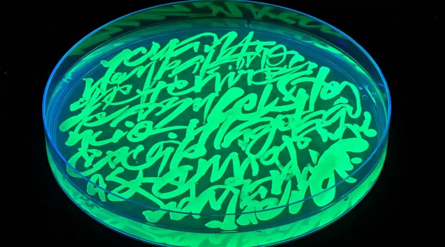 El artista Said Dokins presenta “Bio_res_crituras”, proyecto en colaboración con el Tec Querétaro que emplea microorganismos como herramientas de escritura