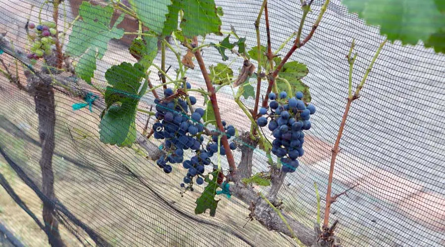 El Tec Campus Querétaro inauguro sistema de operación del viñedo inteligente