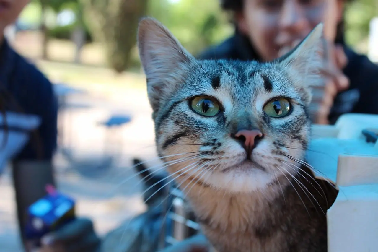 También se toma en cuenta a los gatos tanto en adopción como esterilización.