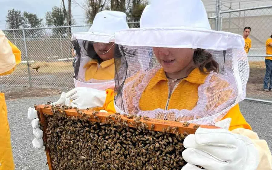 Tec campus Quer&eacute;taro inaugura Beekeepers Tec, un apiario estudiantil donde se trabajan con abejas mieleras.