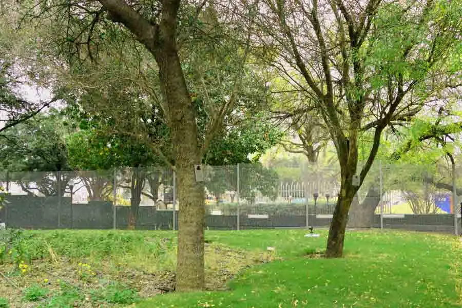 &Aacute;rboles para ser adoptados a trav&eacute;s de la iniciativa Sigamos Creciendo Juntos.