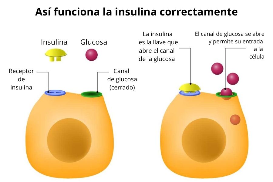 Infografía de una célula y cómo la insulina es la llave para dejar pasar la glucosa hacia dentro de la célula