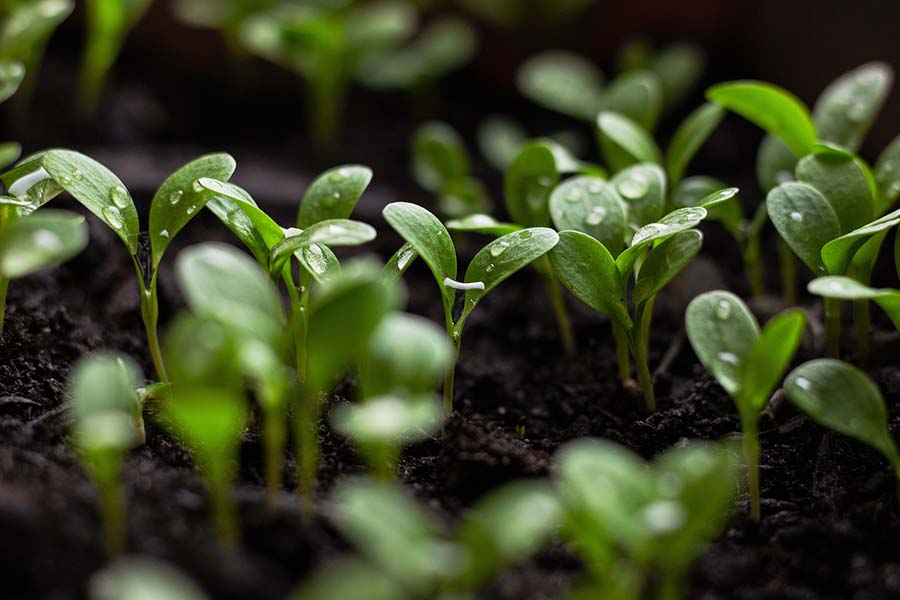 Plantas en crecimiento