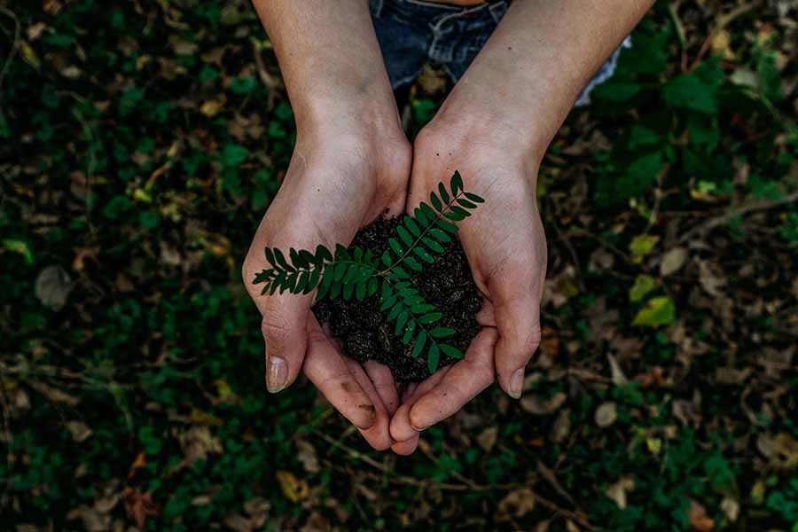 Sostenibilidad, manos sosteniendo una planta