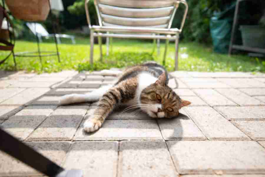 Cómo combatir la canícula para mascotas