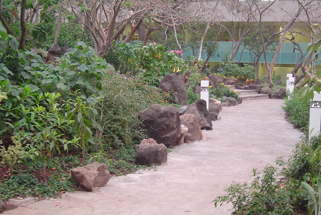 Senderos dentro del Bosque Mágico del Tec campus Cuernavaca.