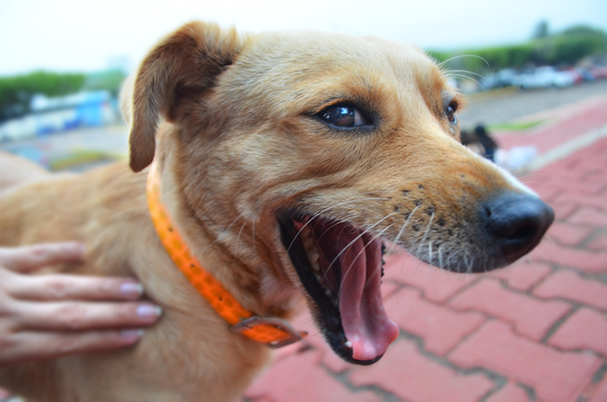 Canela sonriente