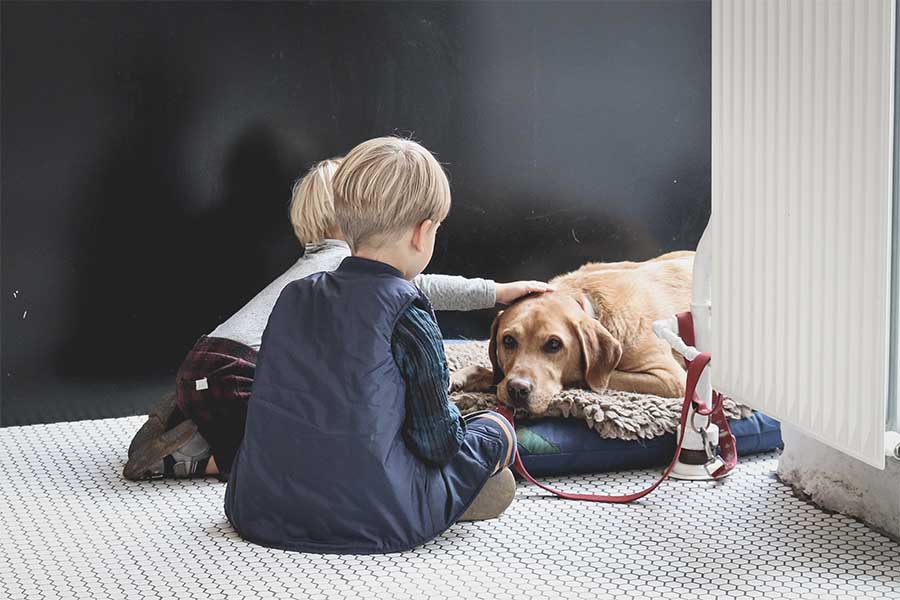 Amigos de 4 patas que te ayudan a tu estado físico y emocional