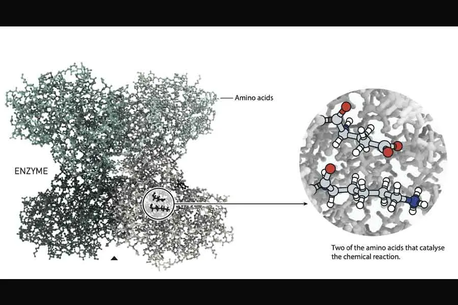 El m&eacute;todo de organocat&aacute;lisis fue premiado cn el Nobel de Qu&iacute;mica 2021