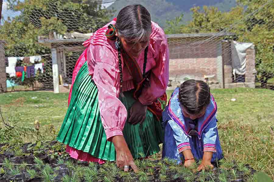 Personas de comunidades rurales de la Región Monarca trabajando la tierra