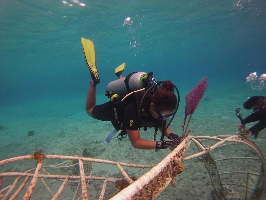 Es un trabajo para extender las colonias de coral