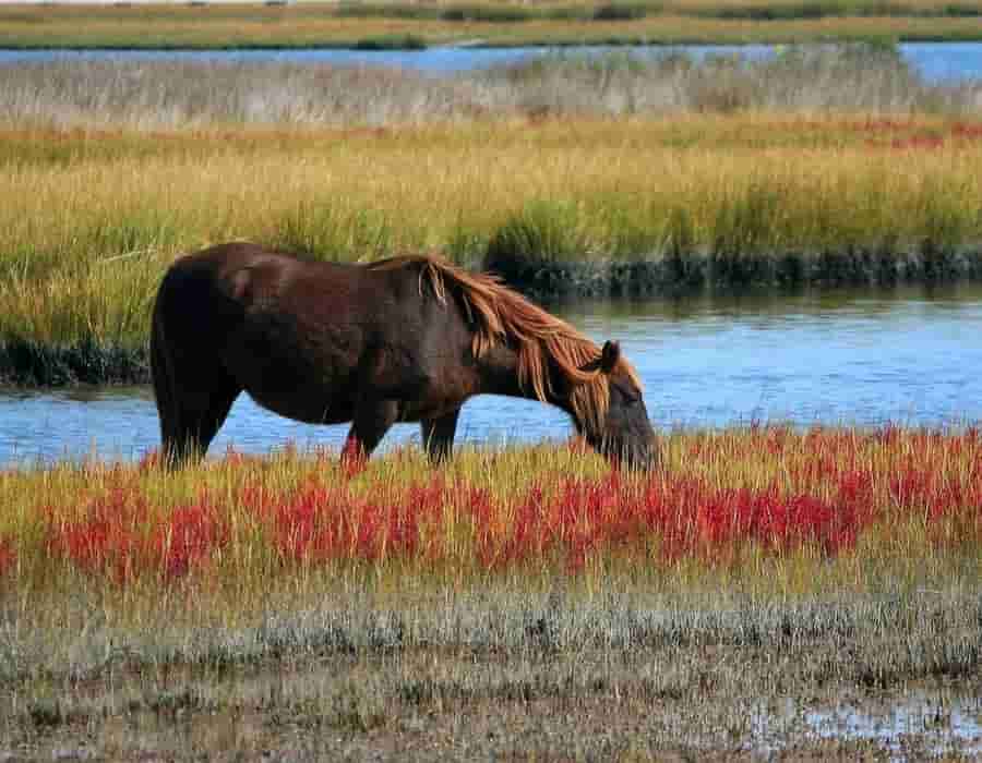 Existen muchos Sitios Ramsar en México