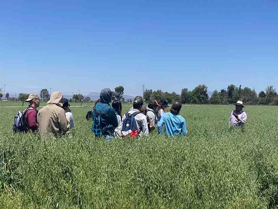 Profesor del Tec dirige investigación del uso de suelo aplicado a la producción de la avena.