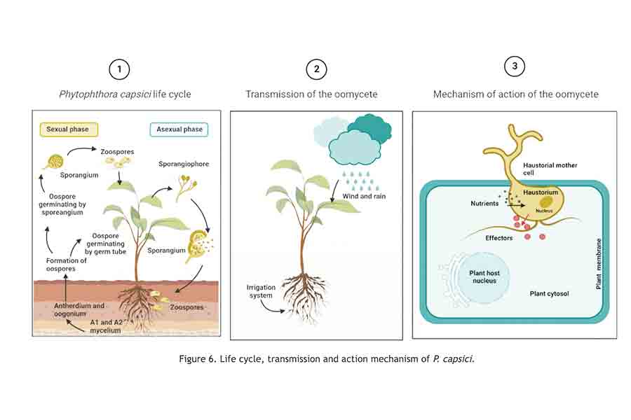 El biofungicida con la que el equipo de iGEM ganó el oro protege las plantas de chile