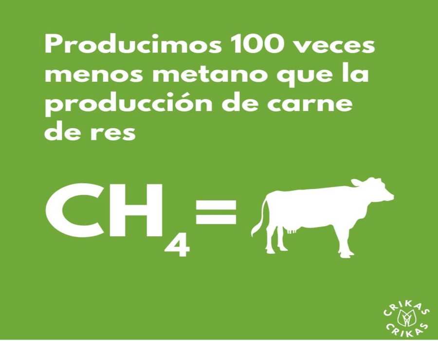 Producir proteína a partir de grillos es benéfico para el planeta