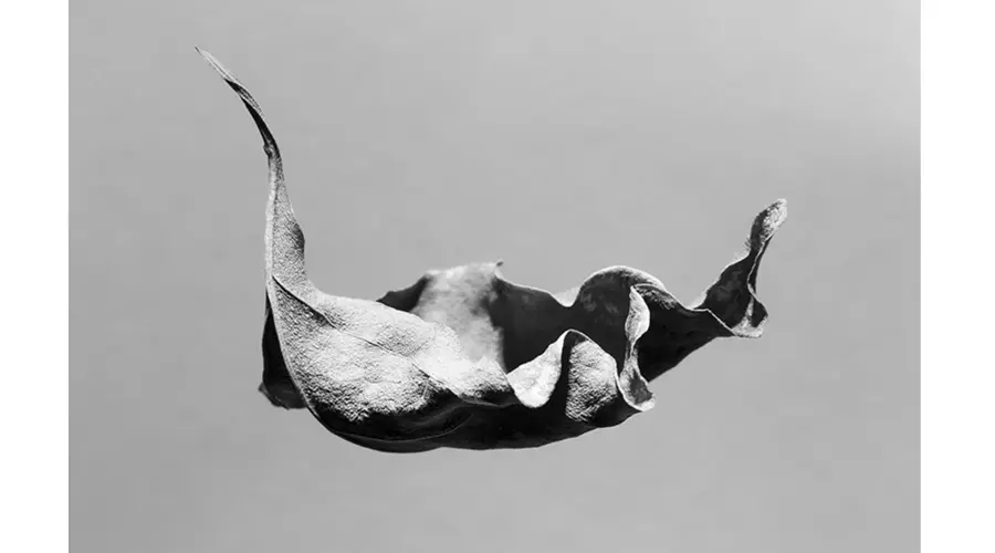 Profesora del Tec Campus Qro gana premio internacional de fotografía