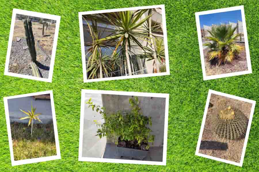 Plantas identificadas en el proyecto