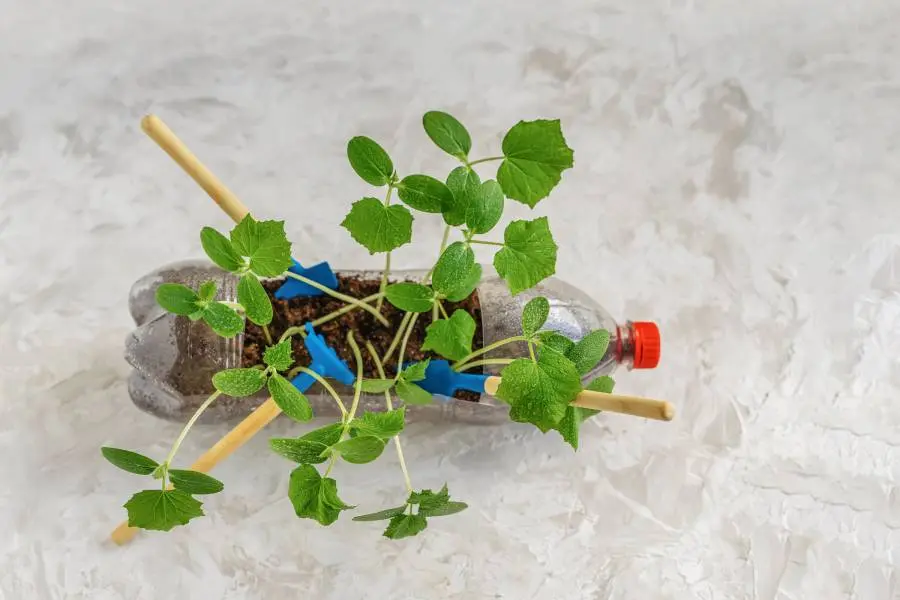 Con botellas de plástico puedes realizar maceteros