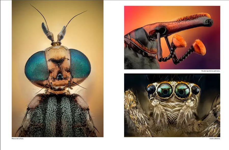 Insectos fotografía