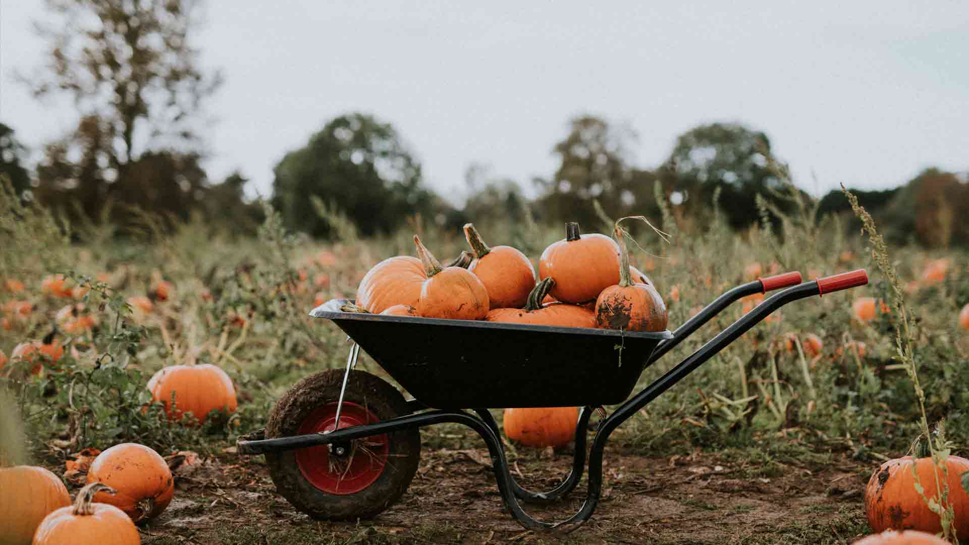 Cultivo de calabaza pumpking en Sonora