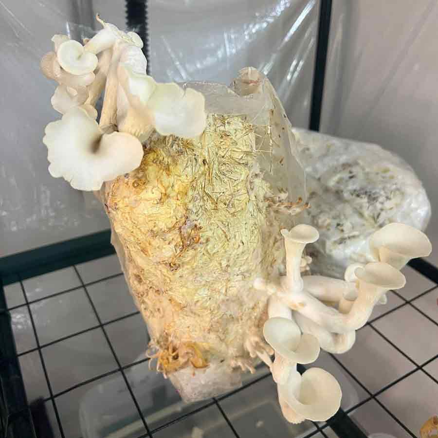 Investigaci&oacute;n hongos comestibles.