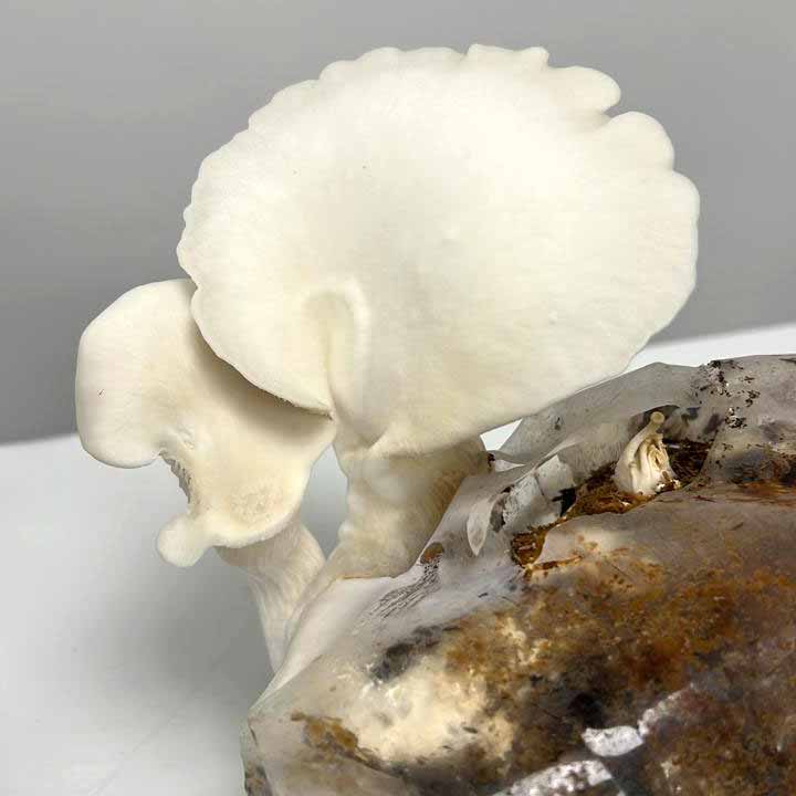 Investigaci&oacute;n hongos comestibles.