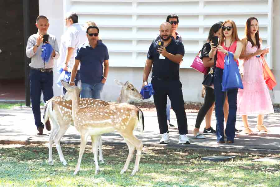 Los EXATEC detuvieron su recorrido para fotografiar a los venados.