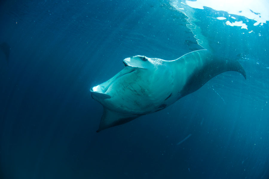 Mantarraya, Mobula Yarae.