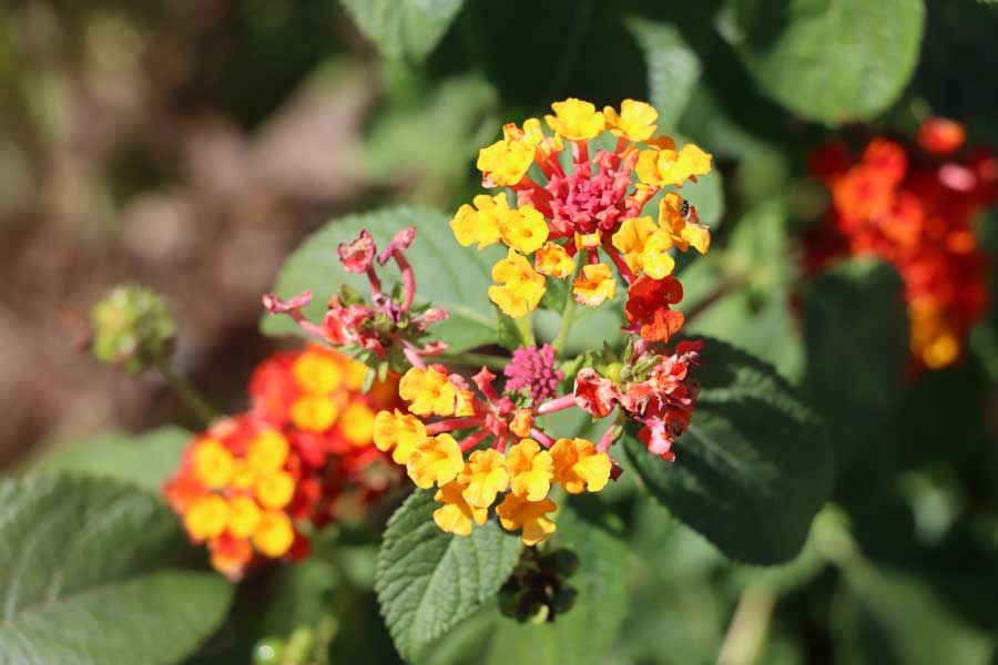 Mariposas monarca, Tec de Monterrey.