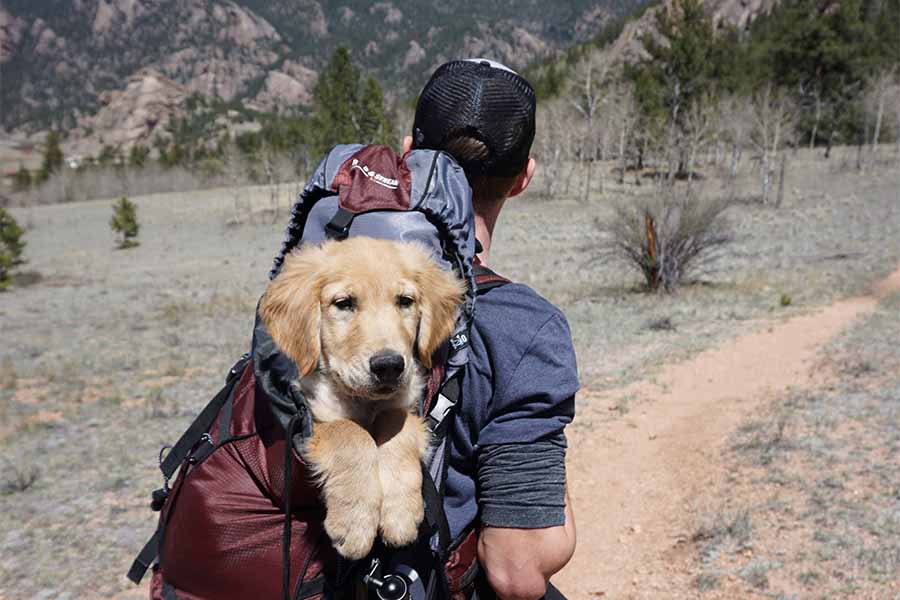 Este 14 de febrero también se celebra el amor hacia nuestras mascotas