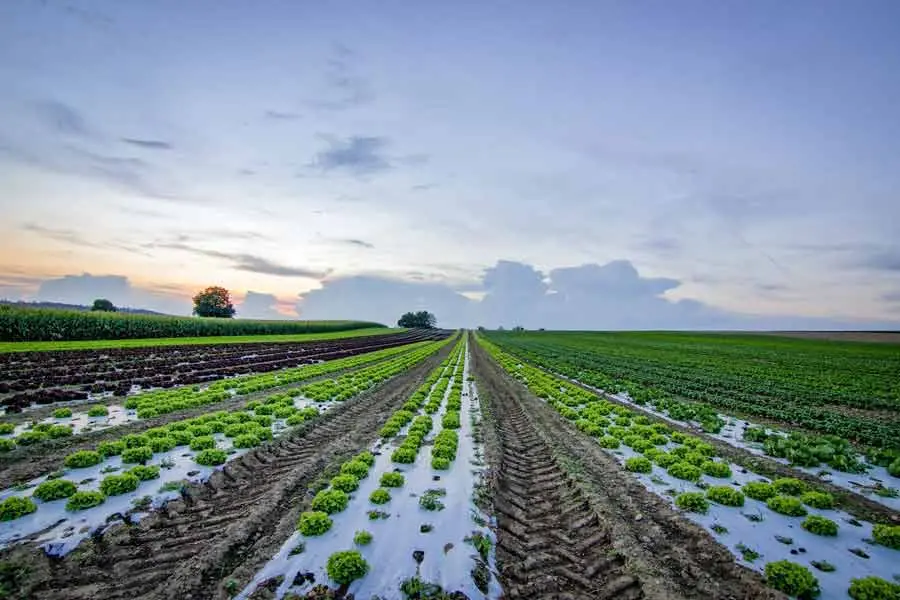 Un campo agr&iacute;cola con agua.