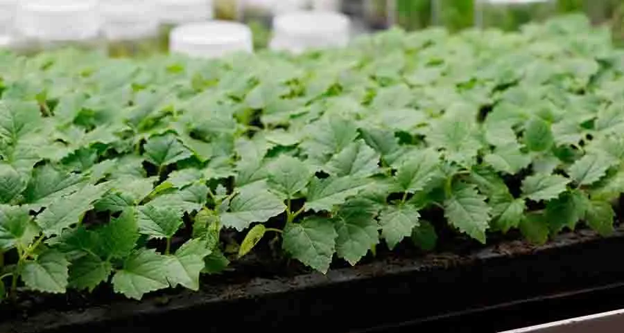 El profesor Dr. Ashutosh Sharma del Tec Campus Querétaro, trabaja en conjunto con Materra Forestal en el desarrollo y construcción del primer laboratorio sobre ruedas del país.