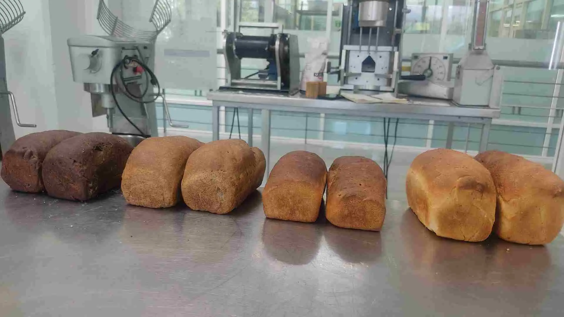 profesora investigadora tec puebla crea alimentos con harina de insectos