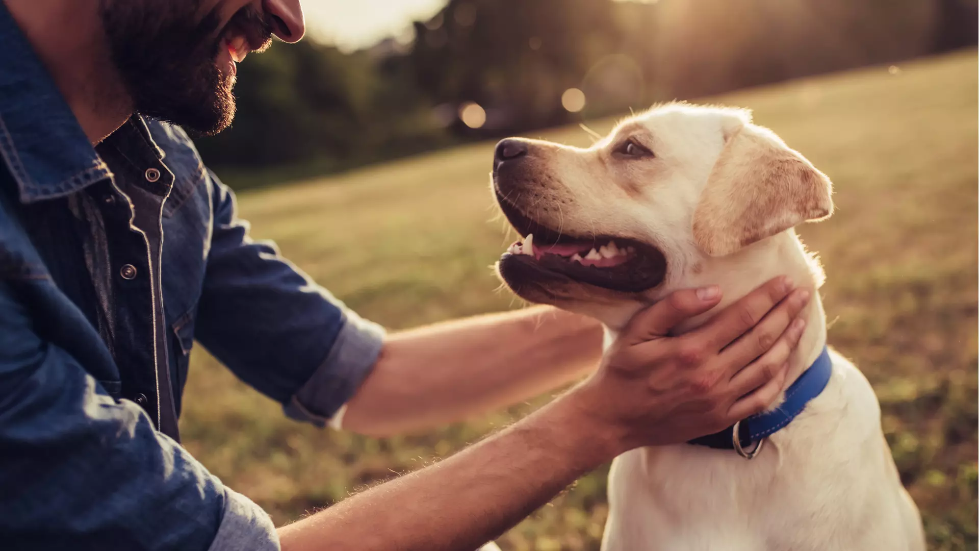 Promover la esterilización y la adopción de perros es la meta principal de ¡Ponte perro!