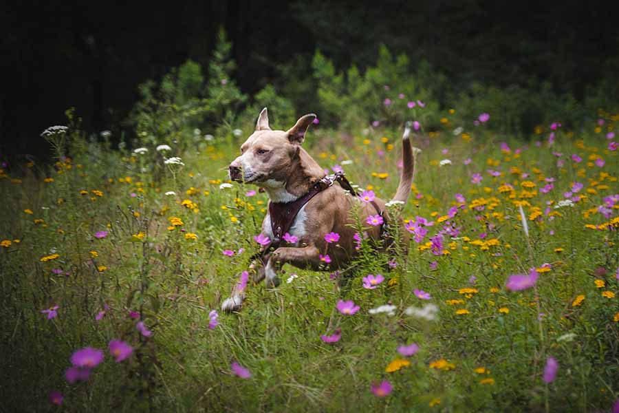 Tips para cuidar mejor a los perros, 2022, Tec CEM