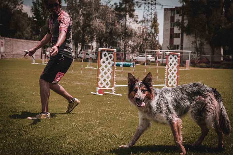 Tips para cuidar mejor a los perros, 2023, Tec CEM