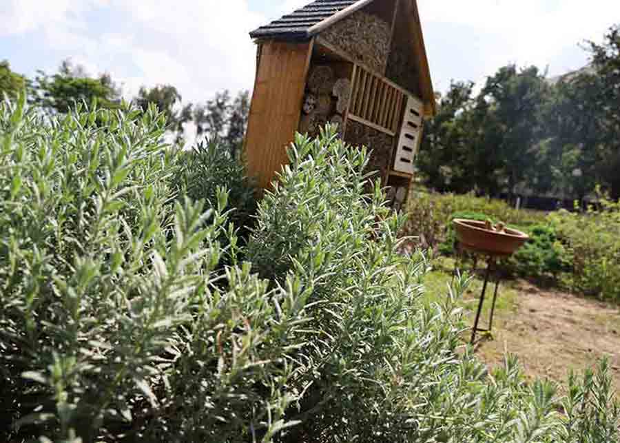 Refugio para polinizadores, reconocen al Tec Guadalajara por esta labor. 